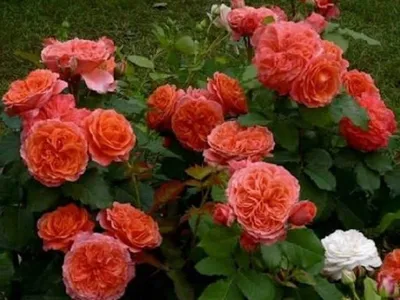 Фотография розы эмильен гийо для скачивания