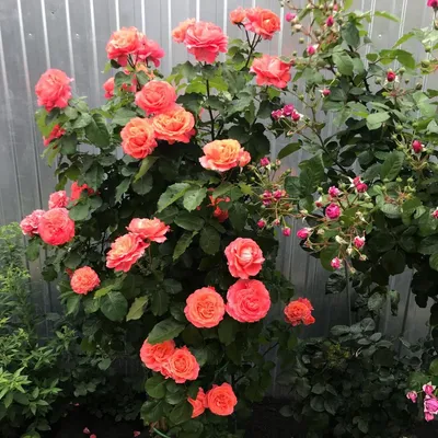 Фотка розы эмильен гийо в png формате