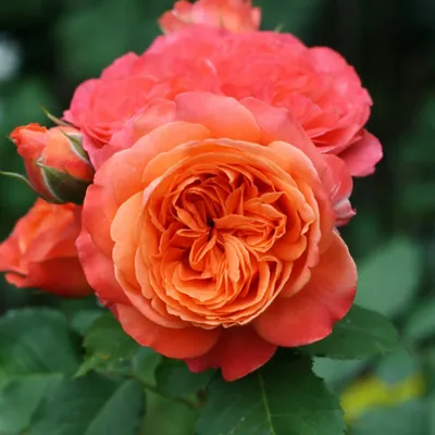 Изображение розы эмильен гийо на выбор: jpg, png, webp