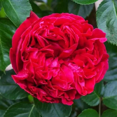 Роза эрик таберли: красивая фотка для загрузки