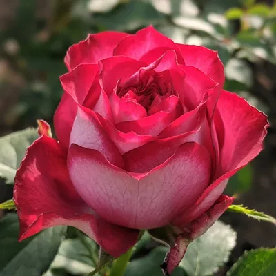 Фото розы Эсмеральда в высоком разрешении