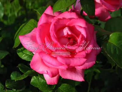 Изображение розы Эсмеральда в формате JPG