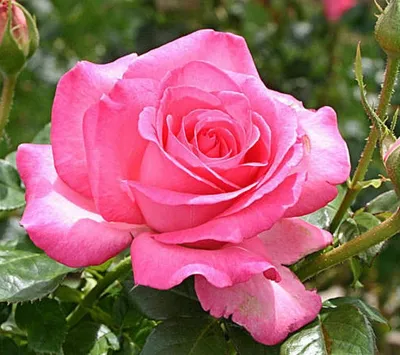 Прекрасная картинка розы Эсмеральда для загрузки