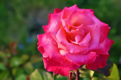 Очаровательная фотография розы Эсмеральда в разных размерах