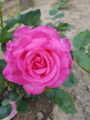 Фото розы Эсмеральда – источник вдохновения