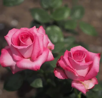 Восхитительная роза Эсмеральда на фото