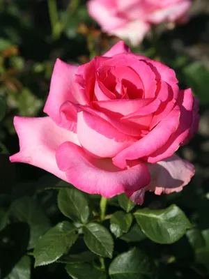 Нежное изображение розы Эсмеральда в формате PNG