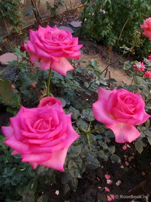 Фотография розы Эсмеральда в различных размерах