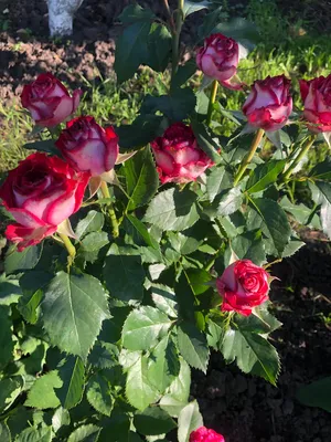 Бесплатная загрузка изображения розы Эсмеральда с впечатляющей детализацией