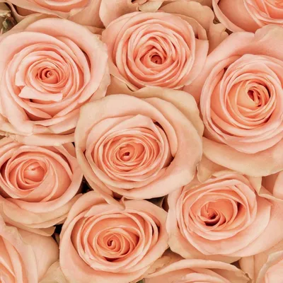 Очаровательная фотография розы Эсмеральда в разнообразных размерах