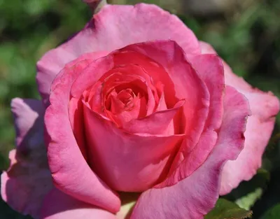 Превосходная картинка розы Эсмеральда, которая запомнится