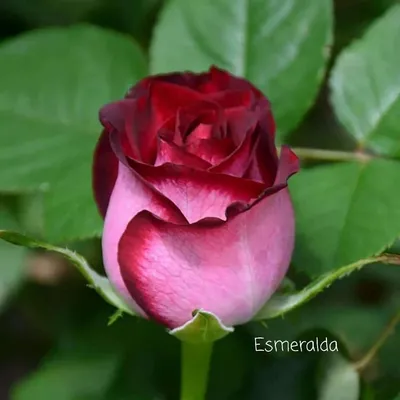 Изображение розы Эсмеральда в формате JPG для скачивания и использования
