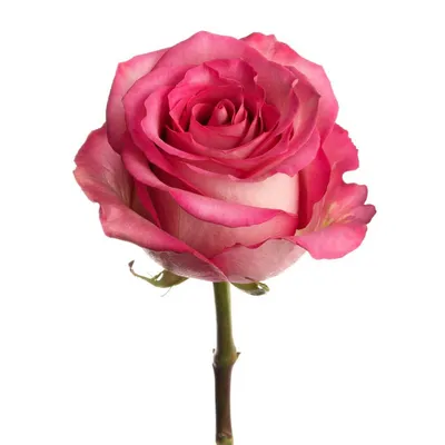 Восхитительная роза Эсмеральда на фото – настоящая находка для ценителей красоты