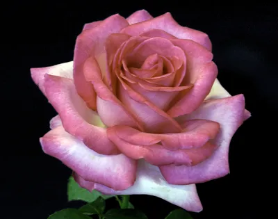 Бесплатная загрузка прекрасной картинки розы Эсмеральда – воплощение элегантности
