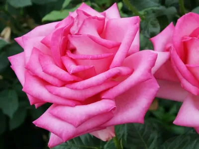 Изысканный образ розы Эсмеральда на фото