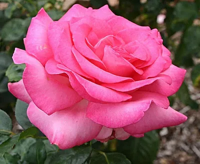 Загадочная красота розы Эсмеральда в изображении