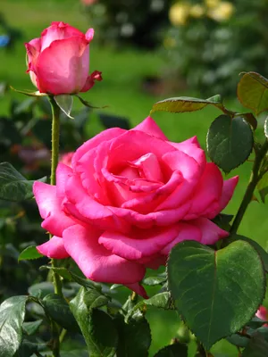 Фото розы Эсмеральда – прелесть природы
