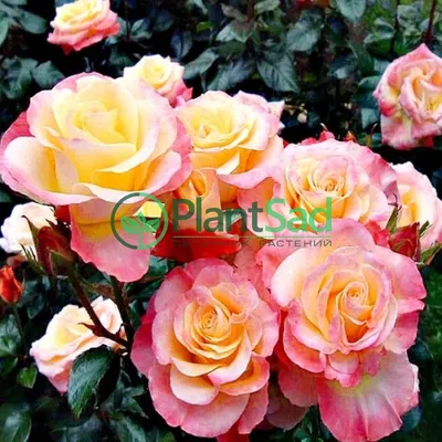 Фото розы Ева с различными вариантами скачивания