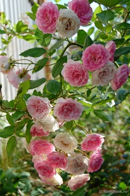 Красивое изображение розы Ева в формате png