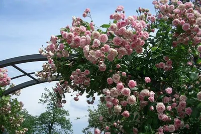 Уникальная картинка розы Ева в формате webp