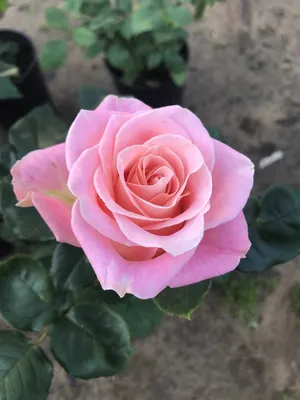 Прекрасная роза Ева на фото для скачивания