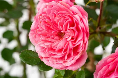 Фотка розы Ева с различными размерами