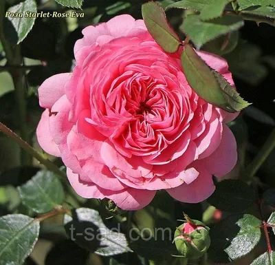 Красивое фото розы Ева