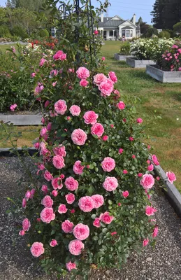 Фотография розы Ева с выбором формата и размера