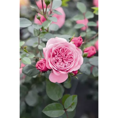 Прекрасная роза Ева на фото в формате jpg