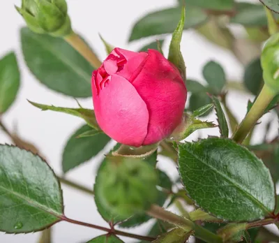 Красивая картинка розы Ева в формате webp