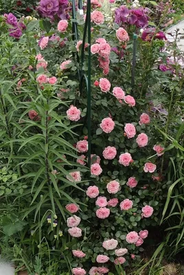 Фото розы Ева с выбором размера и формата