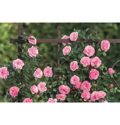 Изображение розы Ева в высоком качестве jpg