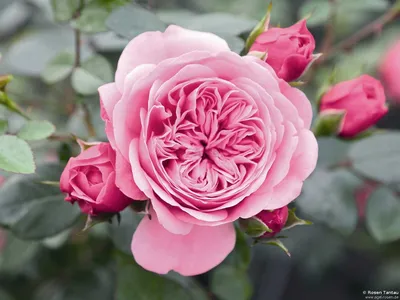 Фотка розы Ева с различными вариантами скачивания