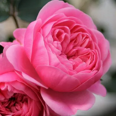 Уникальная роза Ева на фотографии