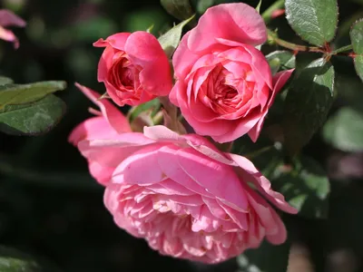 Картинка розы Ева в формате png с возможностью изменения размера