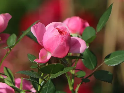 Удивительная роза Ева на фото с выбором формата