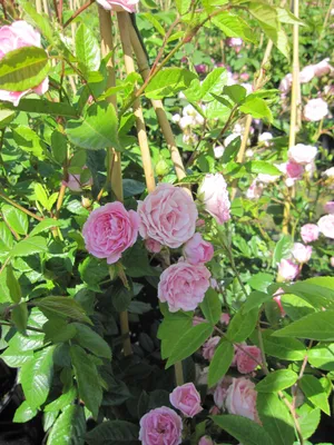 Фотография розы Ева с различными размерами и форматами