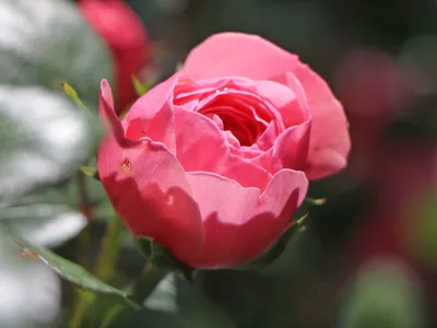 Красивое изображение розы Ева на фото