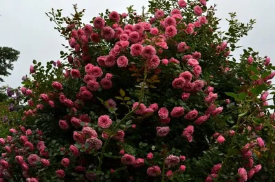 Прекрасная роза Ева в формате webp