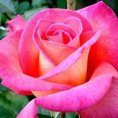 Фотка розы Ева с возможностью выбора размера