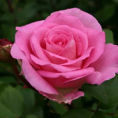 Роза Ева на фото в формате jpg