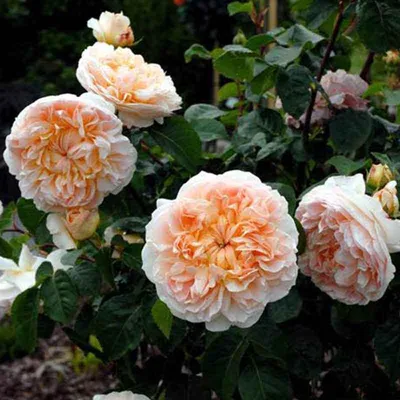 Изумительные фотографии розы эвелин на сайте