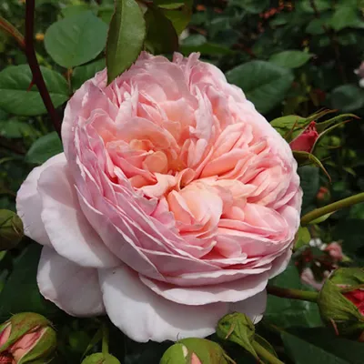 Фото розы эвелин высокого качества с живыми цветами