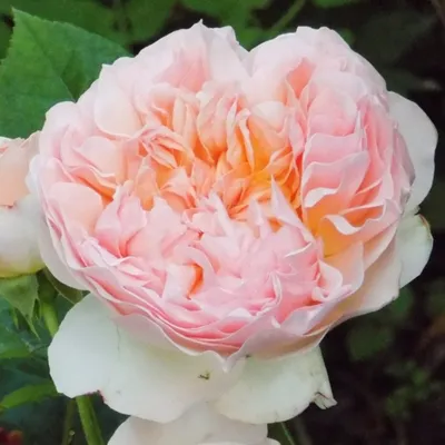 Изображение розы эвелин для использования в рекламе