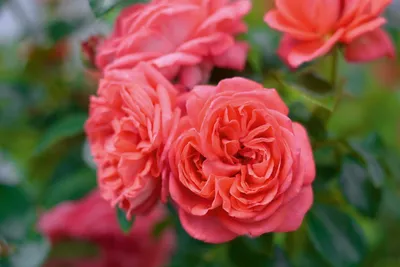 Роза эвелин в ярких оттенках - фото