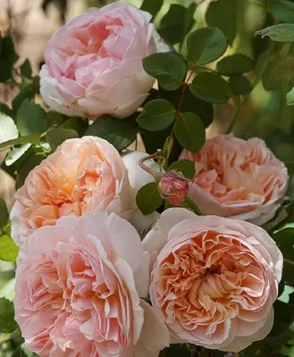 Фото розы эвелин в формате jpg