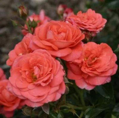 Фотка розы эвелин в качественном png формате