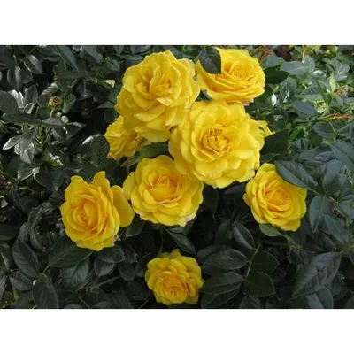 Картинка розы эвелин для декорирования вашего дома