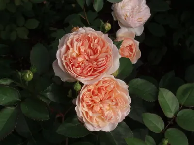 Фото розы эвелин для фотоальбома