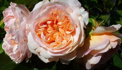 Роза эвелин - красота на вашем экране